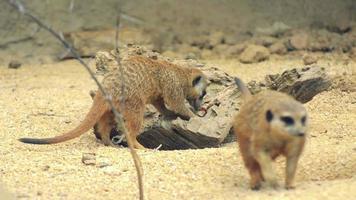 meerkat or suricate video