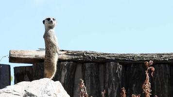 meerkat op wacht