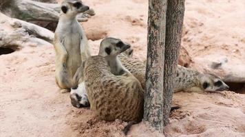famille de suricate video