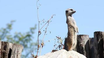 meerkat watching for predators video