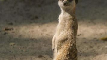 ultrarapid: porträtt av surikatvakt på en sand