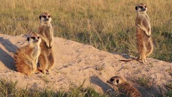 Meerkats sunning themselves ,Botswana video