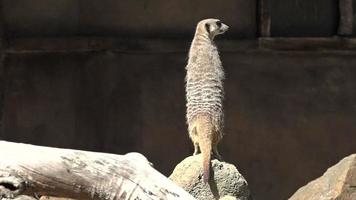 Meerkat (Suricata suricatta) standing alert video