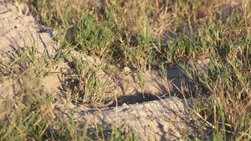 Suricate creusant pour dégager l'entrée de leur terrier, Botswana video