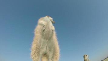 visão de baixo anjo de um suricato tomando sol. video