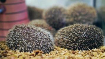 small little hedgehogs sleeping together