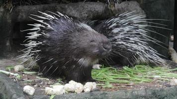 porcupine walking and eating video