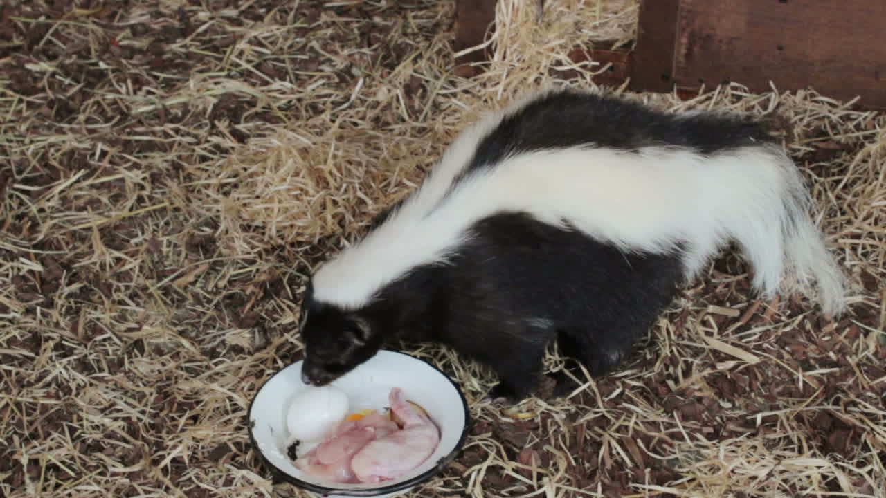 Skunk eats chicken meat 1276693 Stock Video at Vecteezy