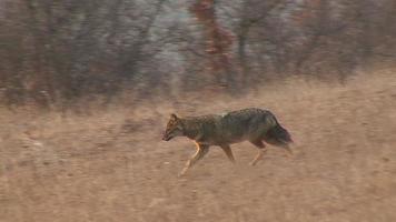 Hunting  Golden jackal finding and eating carcass in winter field video