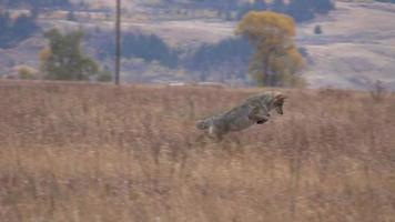 Coyote Hunting video