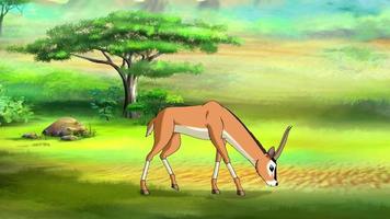 antilope (gazelle) video