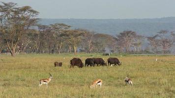Grazing buffaloes and gazelle