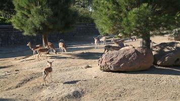 un troupeau de gazelles, se nourrissant video