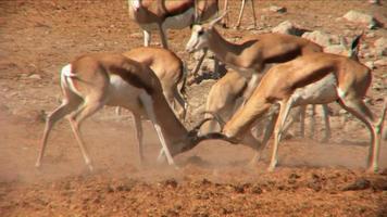 Two Springboks - Zwei Springböcke kämpfen miteinander video