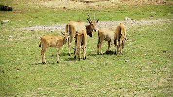 família de cabo eland video