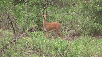 Wild Antelope in African Botswana savannah video