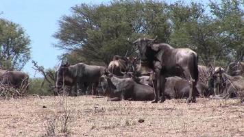 wilde antilope in de savanne van Afrikaanse botswana video