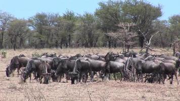 antílope selvagem na savana africana do botsuana video