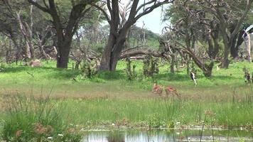 vild antilop i afrikansk botswana savanna video