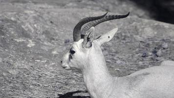 infrarood fauna: gazelle liggend op een zand