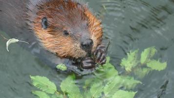Beaver video
