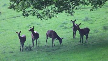 Herd of young deers video