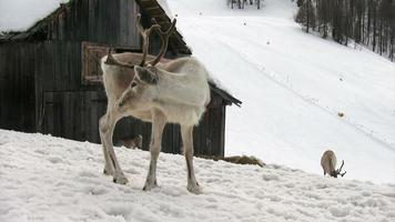 reindeer video