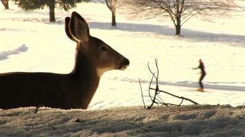 Deer and Cross Country Skiers video
