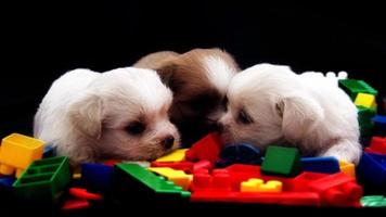 echt schattige witte pluizige puppy's
