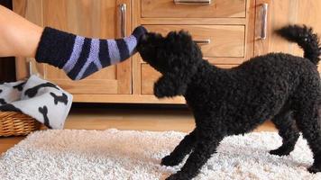 hond trekt sokken uit video