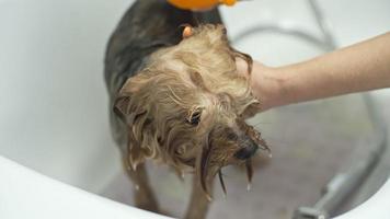 Dog Bathing
