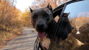 Hund im Auto video