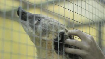 Raccoon nosuh scratch through cell he yawns video