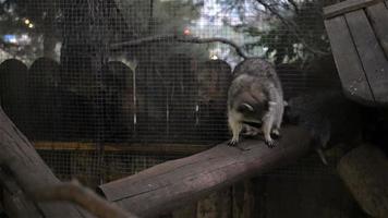 Raccoon Behind Bars In Zoo video