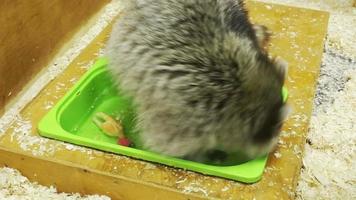 raccoon plays in water with toys and washes paws 2