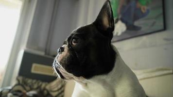 Französische Bulldogge, die genau in die Kamera schaut video