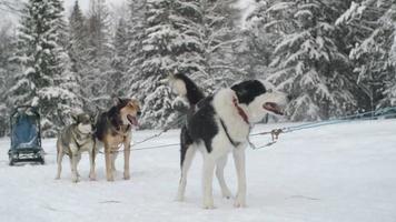 hondenbestuurder aaien Siberische husky voor race