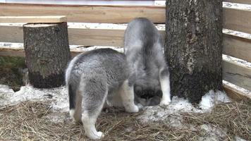 drie grappige puppy husky video