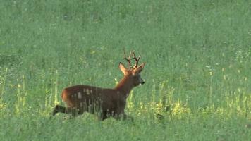 European deer - Capreolus capreolus - Roe deer video