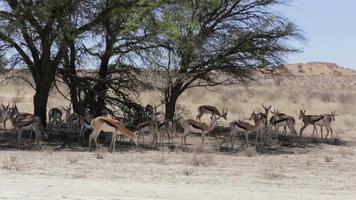 herd of springbok hiding under a big acacia