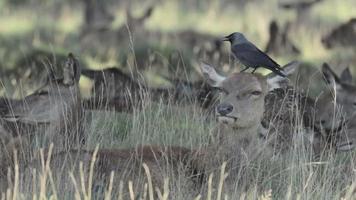 Red Deer (Cervus elaphus) herd with Jackdaw
