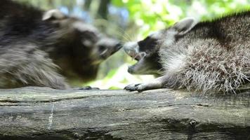 Wild Animals Fighting Stock Video Footage for Free Download Wild Animals Fighting Stock Video Footage for Free Download