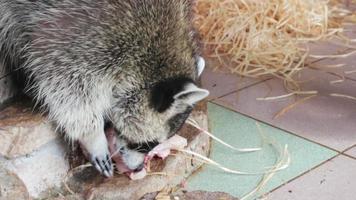 Raccoon eats chicken meat