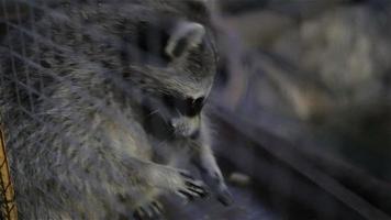 Raccoon Behind video