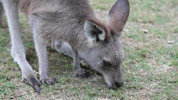 kangourou gris de l'est video