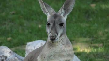 Gray kangaroo eating