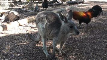Kangaroo video