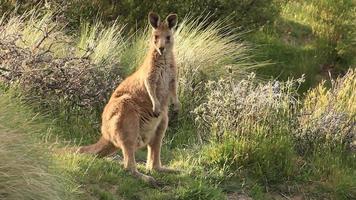 wallaby kangourou - faune australienne video
