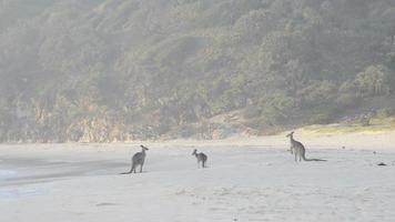 kangourous sur la plage video