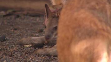 Cute baby Kangaroo - Australia video